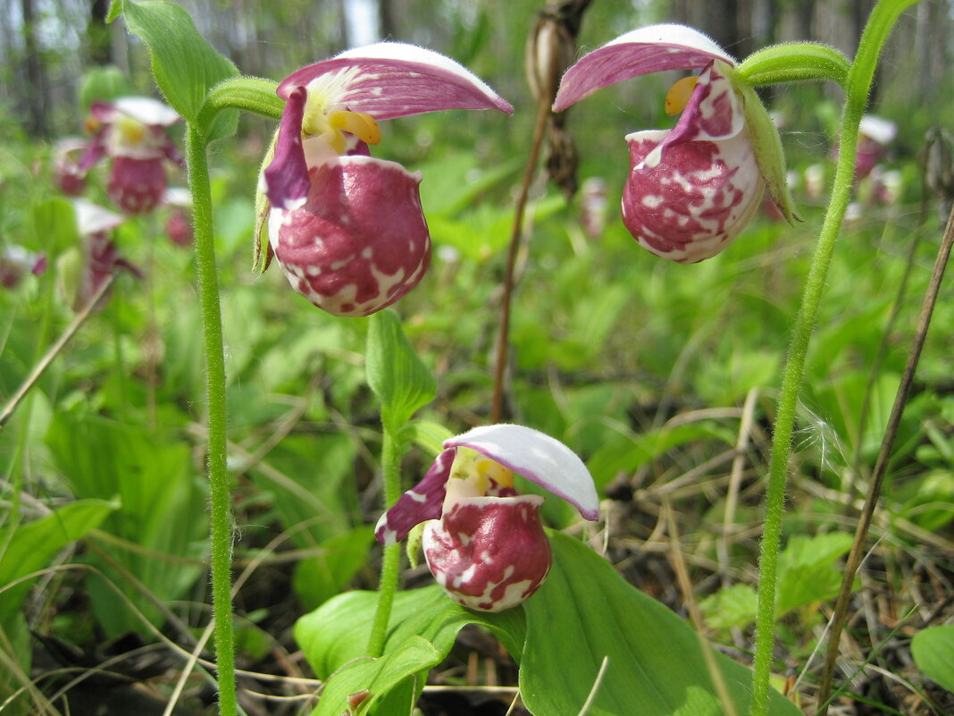 Башмачки - Anna Ivanova