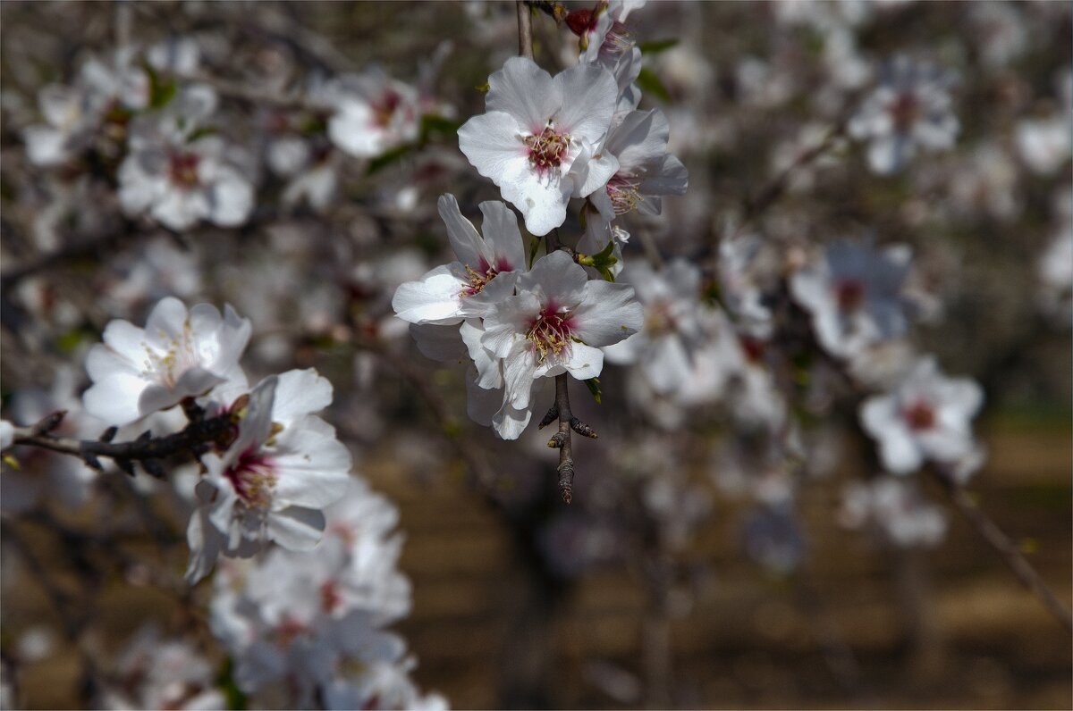 Фото цветущего миндаля в Израиле - ujgcvbif 