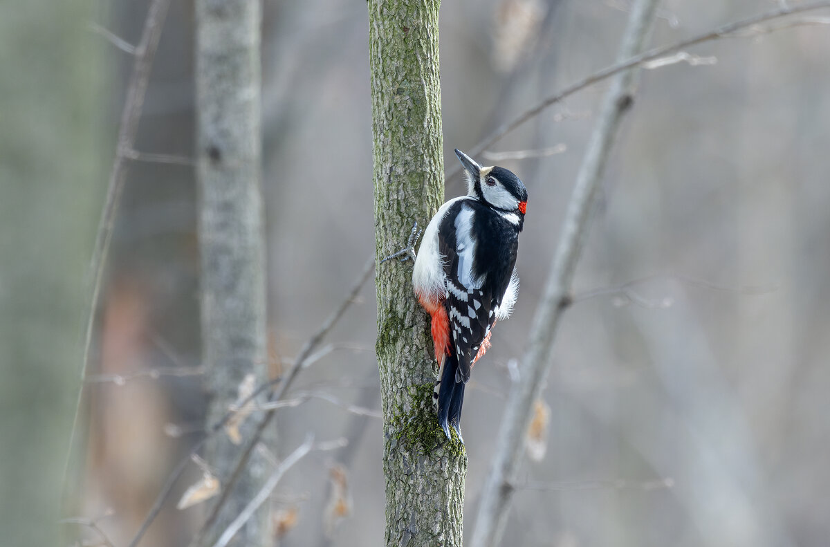 большой пестрый дятел. - юрий макаров большой пестрый дятел. - юрий макаров