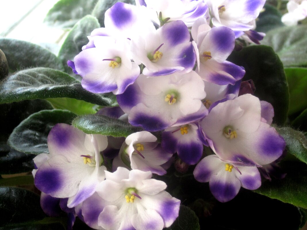 Фиалка - Елена Семигина Фиалка - Елена Семигина