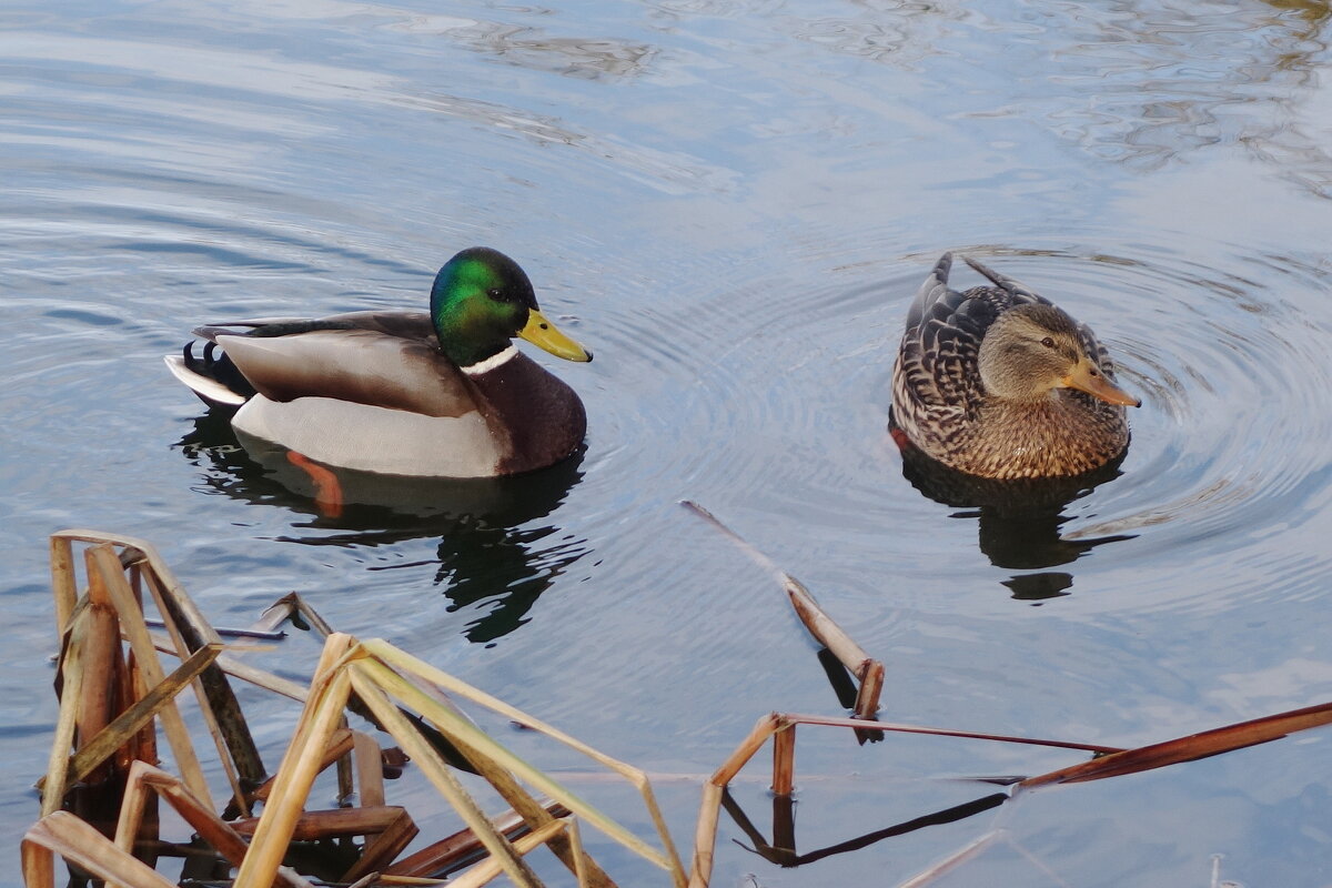 Утиная парочка - Рита Симонова