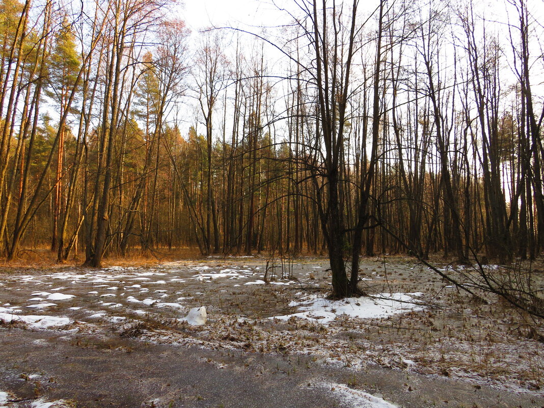 Замёрзшее болото - Андрей Снегерёв