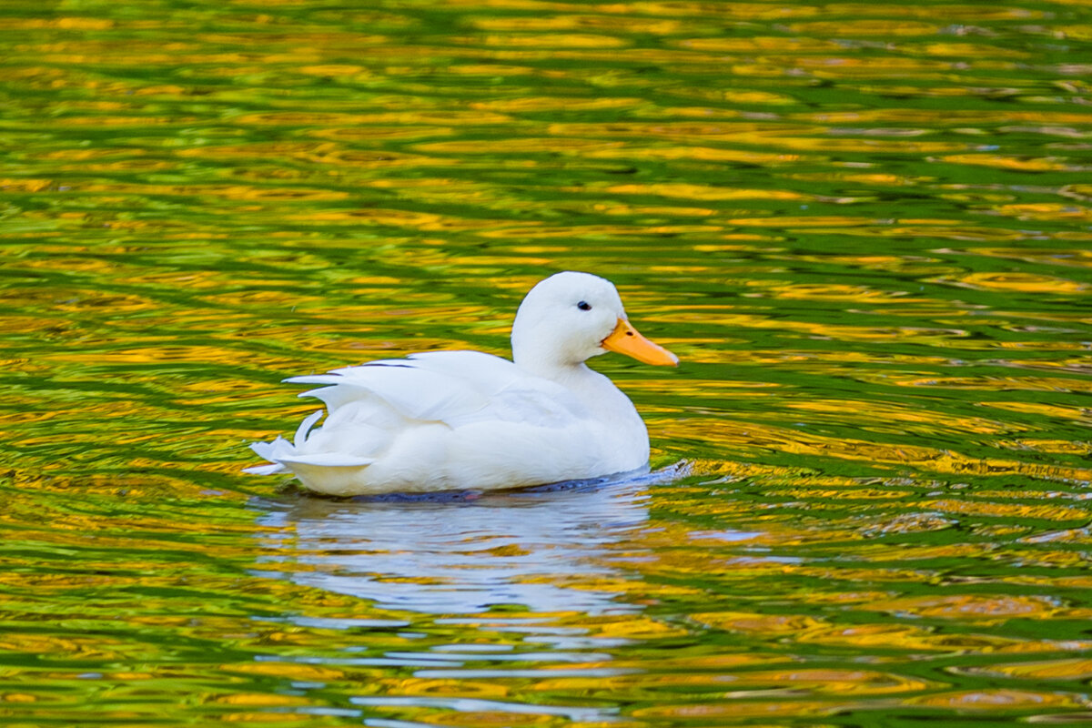 *** - Svetlana Komarova