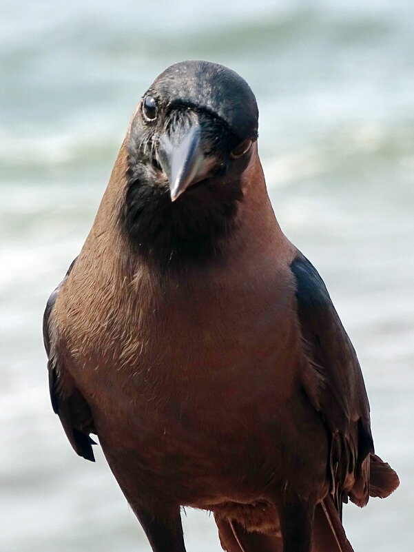 Дратуйте - Павел Трунцев Дратуйте - Павел Трунцев