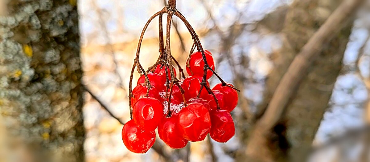 Калина февраль - Михаил Столяров Калина февраль - Михаил Столяров