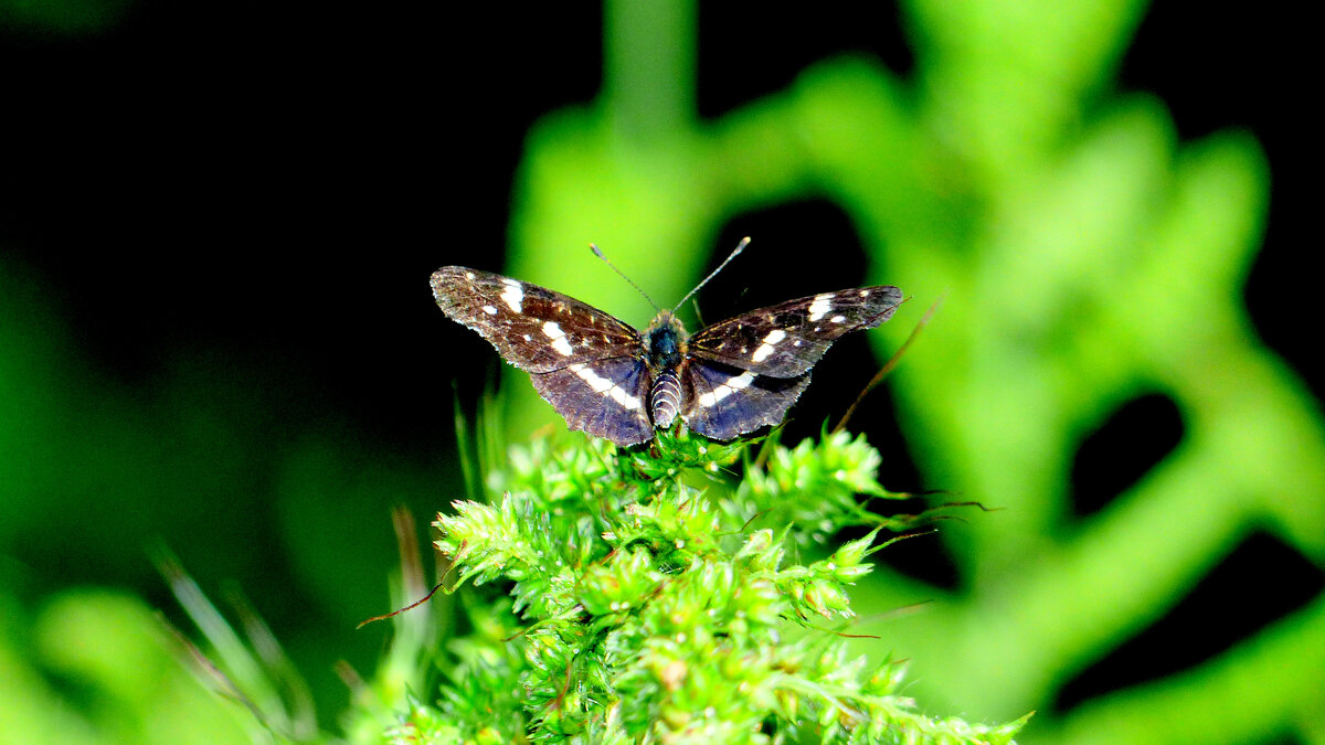 опять про бабочек 318 - Александр Прокудин