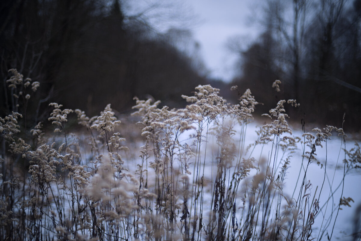 Сухие поросли - sorovey Sol