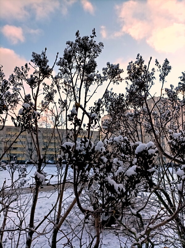 Снежные цветочки - Veera V