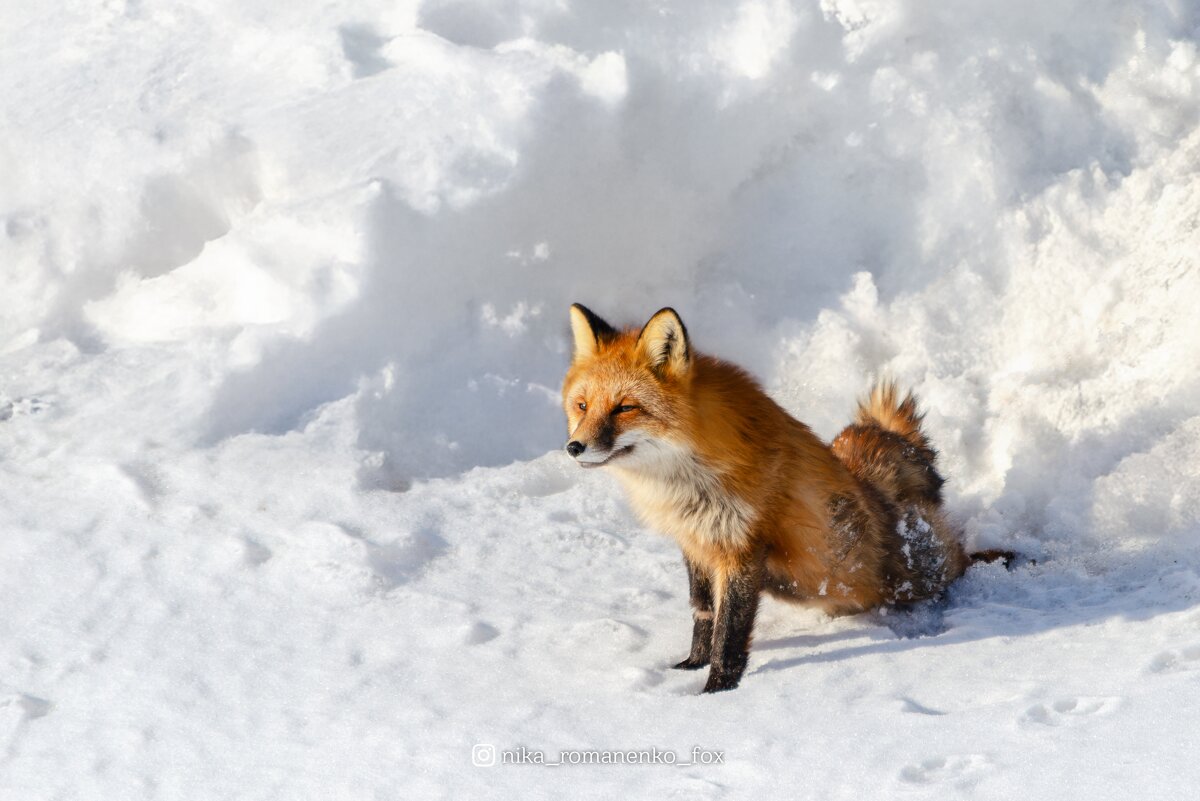 Зимний лис - Ника Романенко