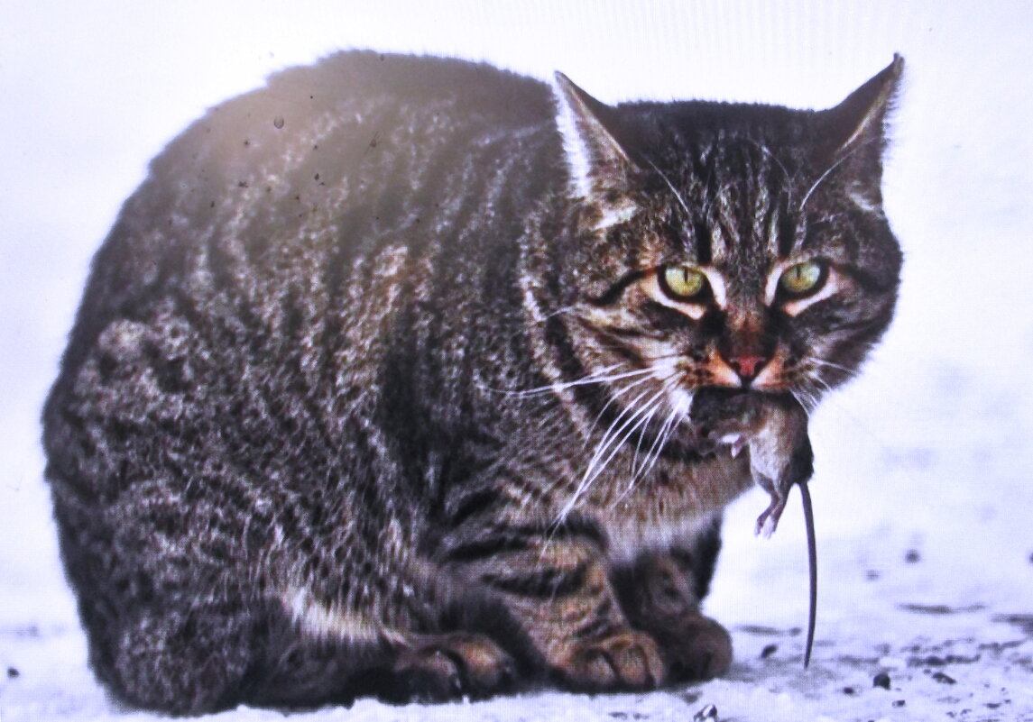 Мышку поймал - Людмила Смородинская Мышку поймал - Людмила Смородинская