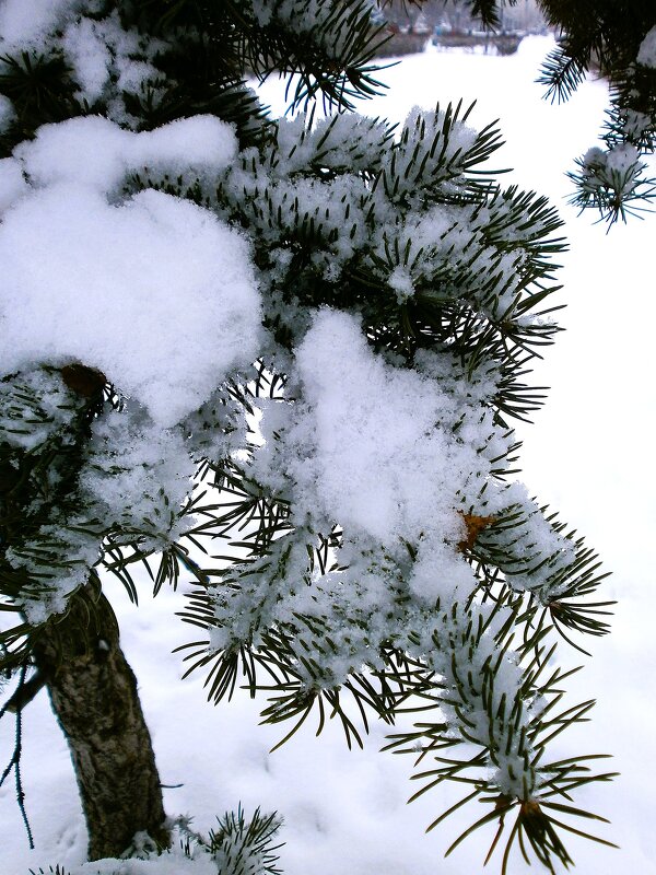 Зима... - Алёна Савина