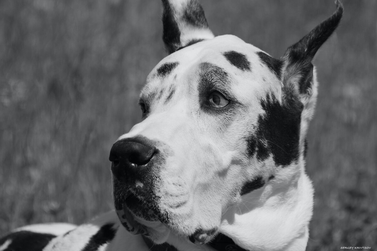 Дог (Альбом "Живое") - Sergey Krivtsov