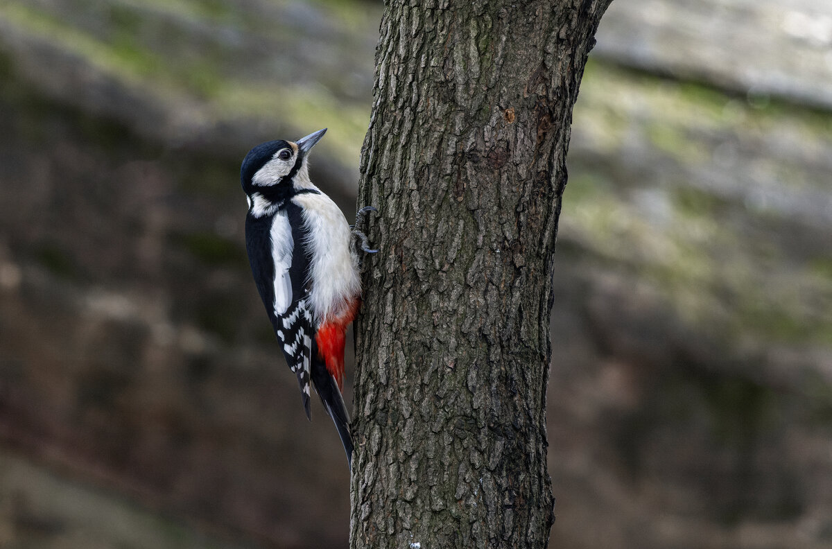 большой пестрый дятел. - юрий макаров большой пестрый дятел. - юрий макаров