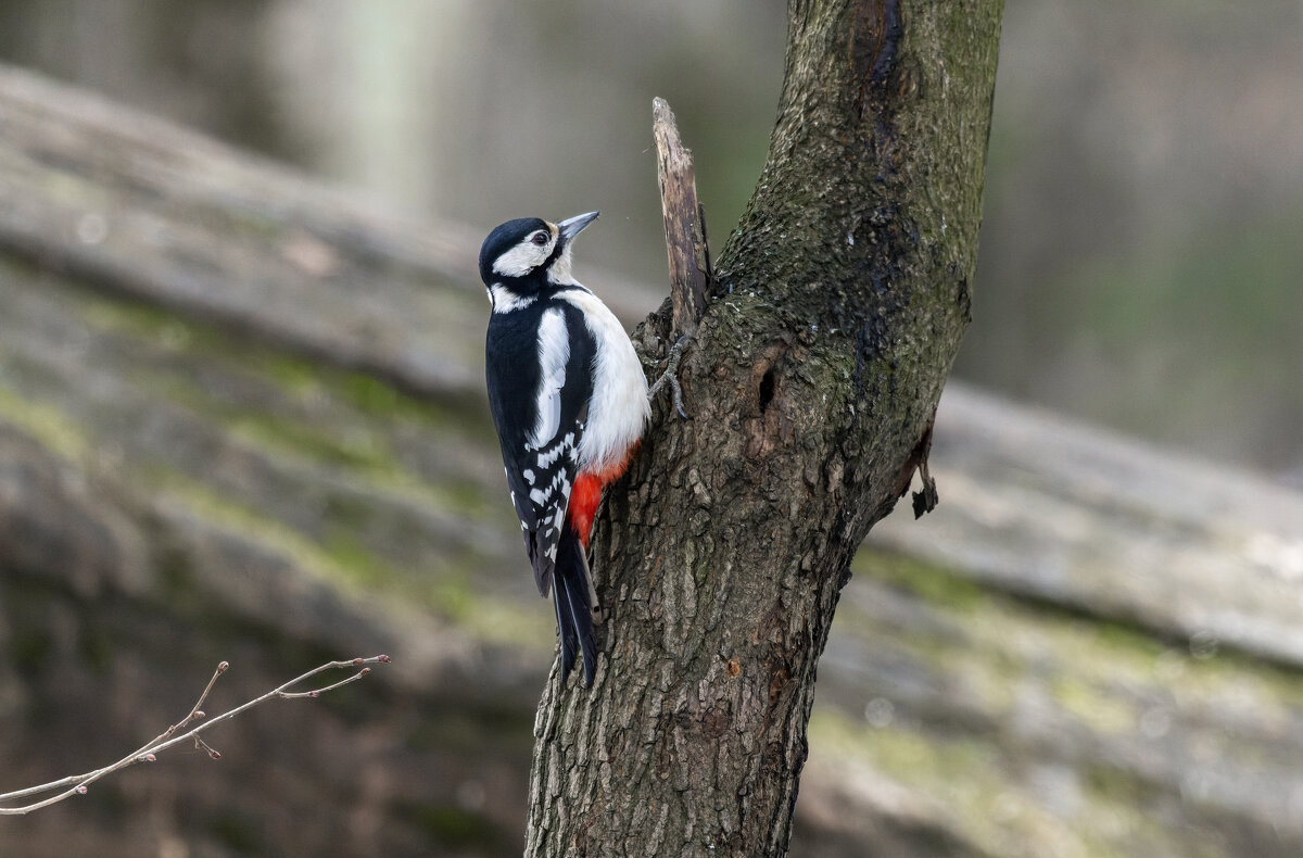 большой пестрый дятел. - юрий макаров большой пестрый дятел. - юрий макаров