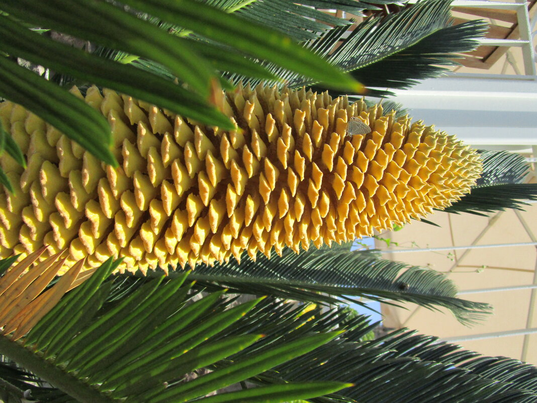 Почти ананас - Елена Шаламова Почти ананас - Елена Шаламова