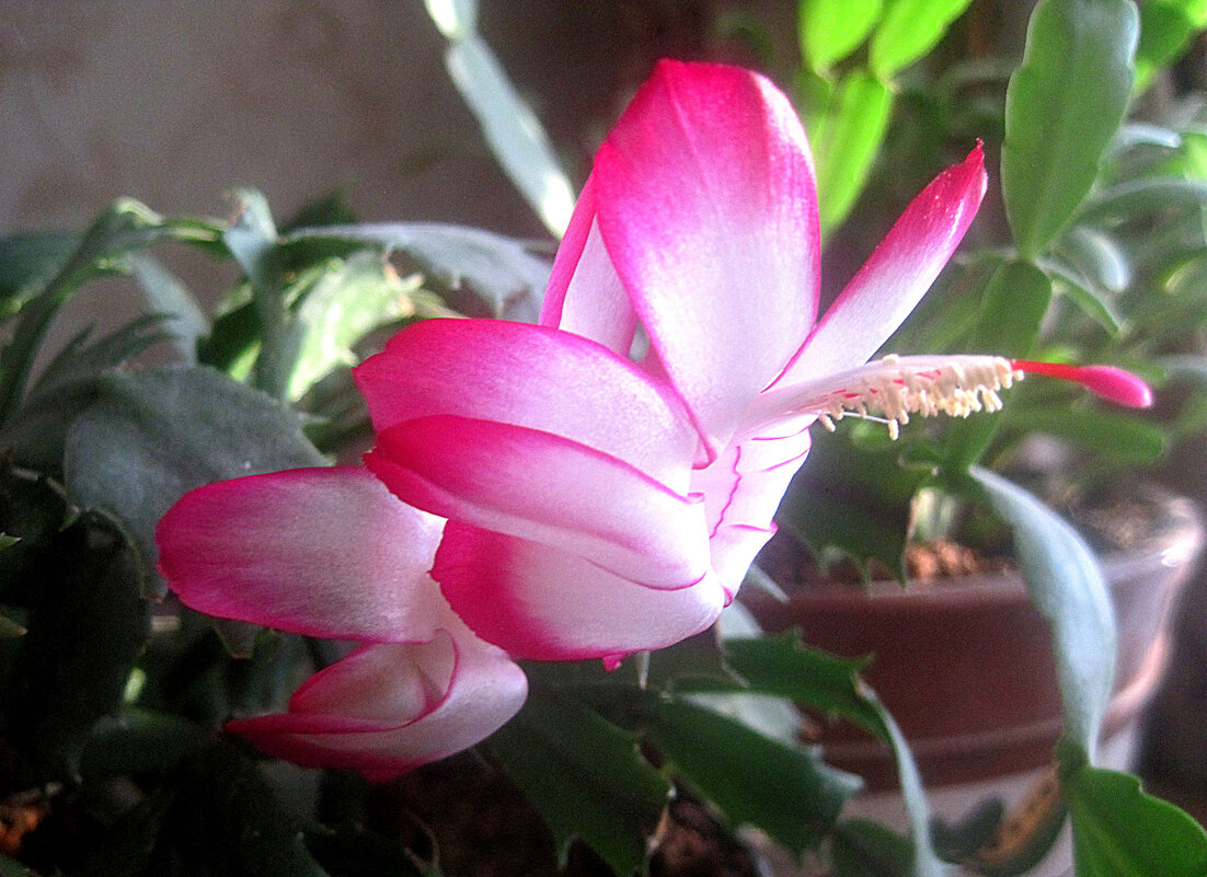 Декабрист - Елена Семигина Декабрист - Елена Семигина