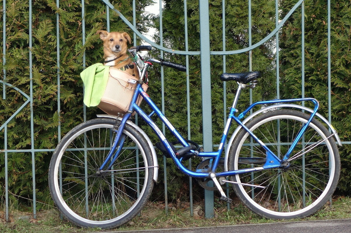 Ждут хозяина - Рита Симонова Ждут хозяина - Рита Симонова