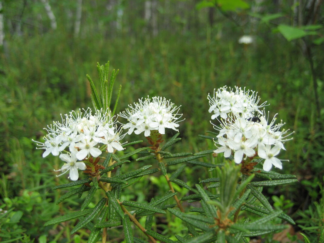 Багульник - Anna Ivanova