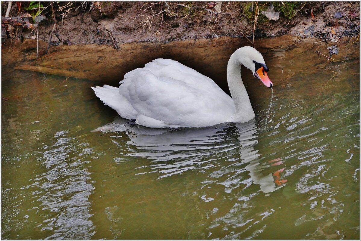 ЛЕБЕДЬ... - Elvira E. ЛЕБЕДЬ... - Elvira E.
