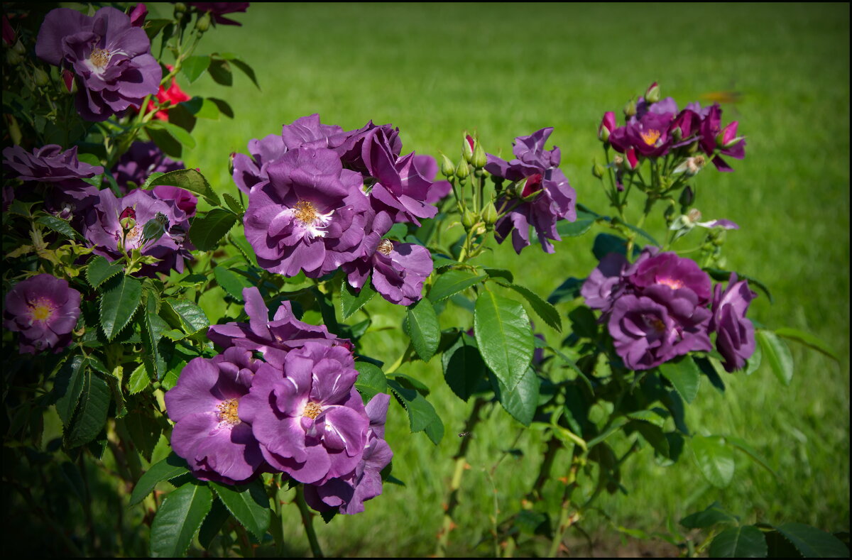 Фиолетовые розы - lady v.ekaterina Фиолетовые розы - lady v.ekaterina