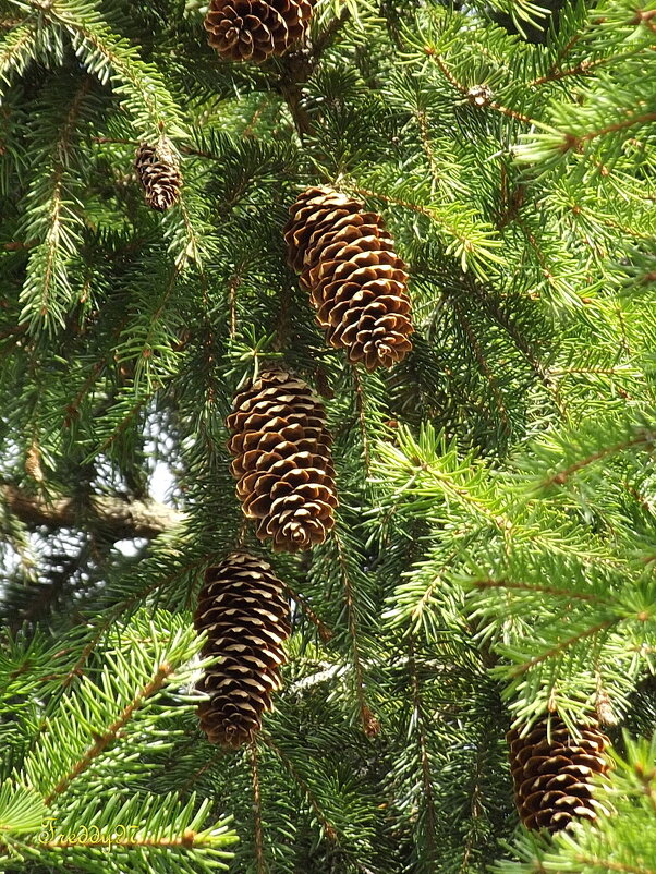 Шишки да иголки... - Freddy 97 Шишки да иголки... - Freddy 97