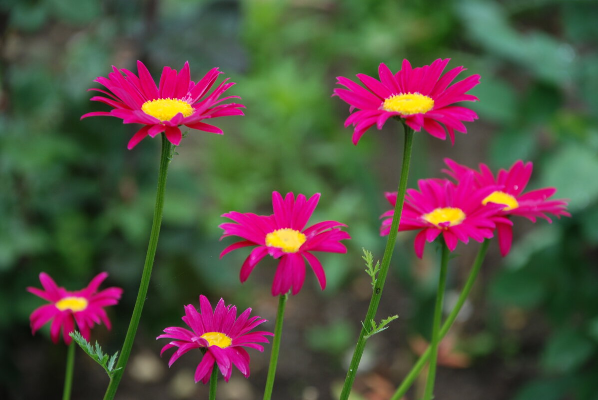 летние приветы )) - Анна Камс