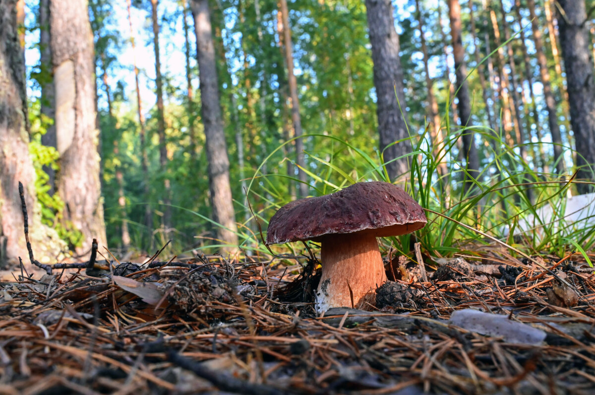 Дары леса - Василий Колобзаров Дары леса - Василий Колобзаров