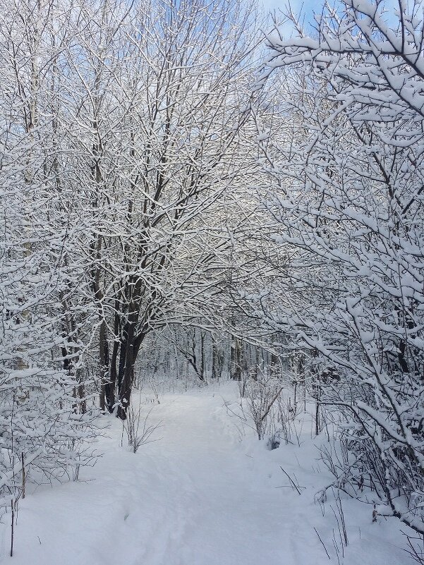 зимний лес - Наталия Кольцова
