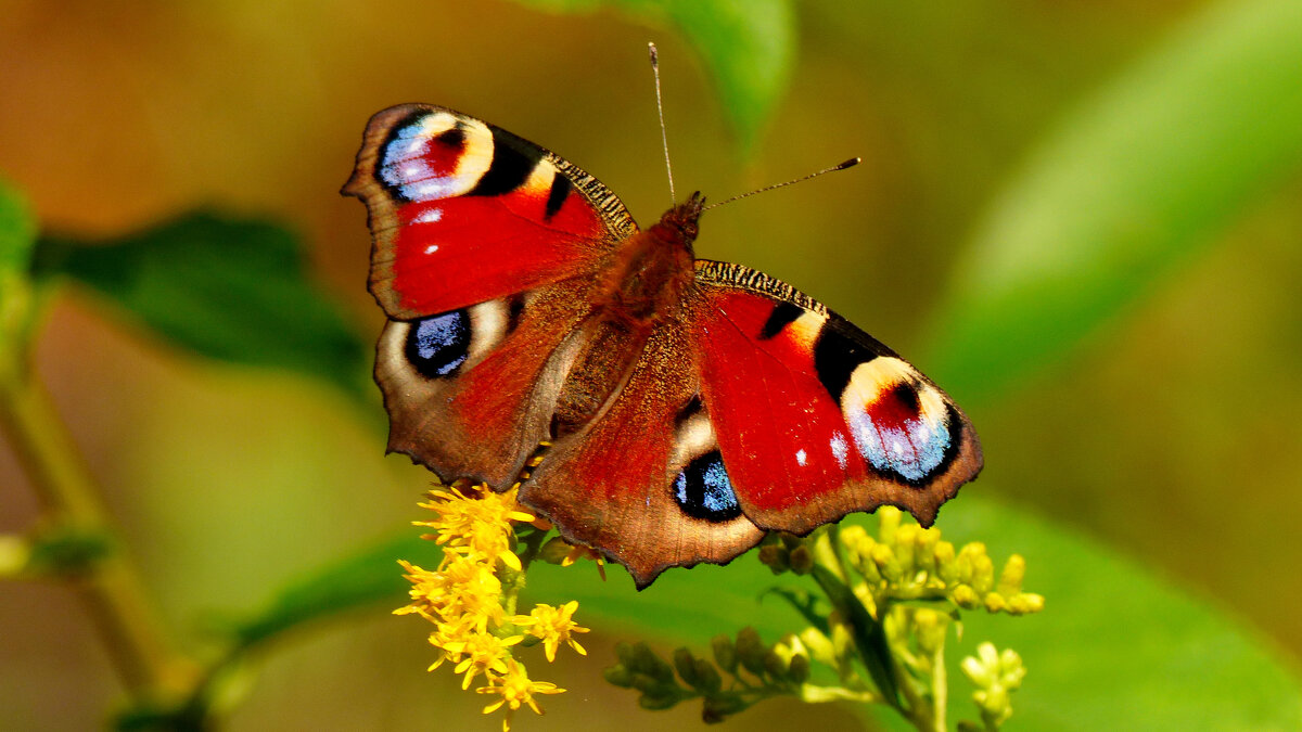 опять про бабочек 325 - Александр Прокудин опять про бабочек 325 - Александр Прокудин