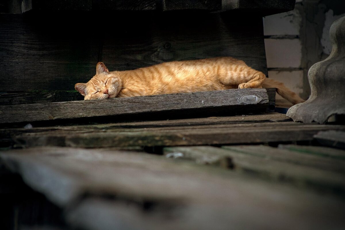 Рыжик - Вячеслав Владимирович