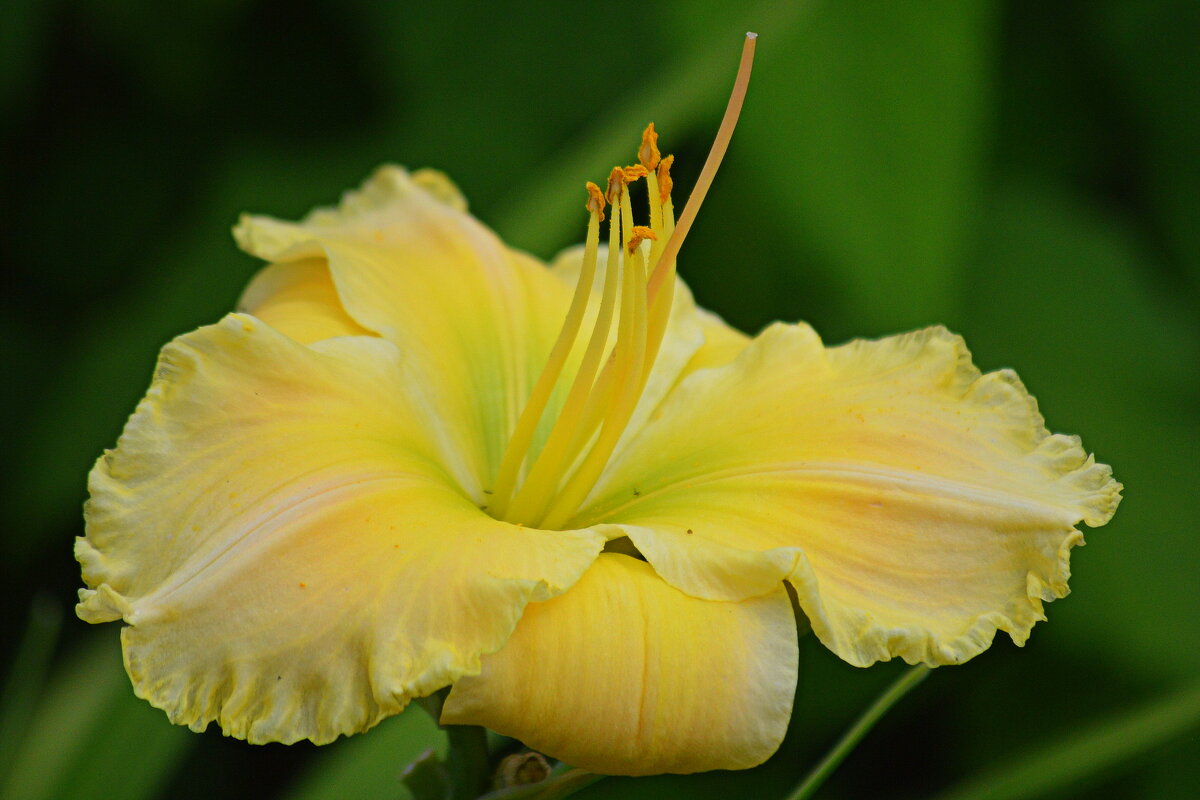 Лиричный цветочек - Татьяна Лютаева Лиричный цветочек - Татьяна Лютаева