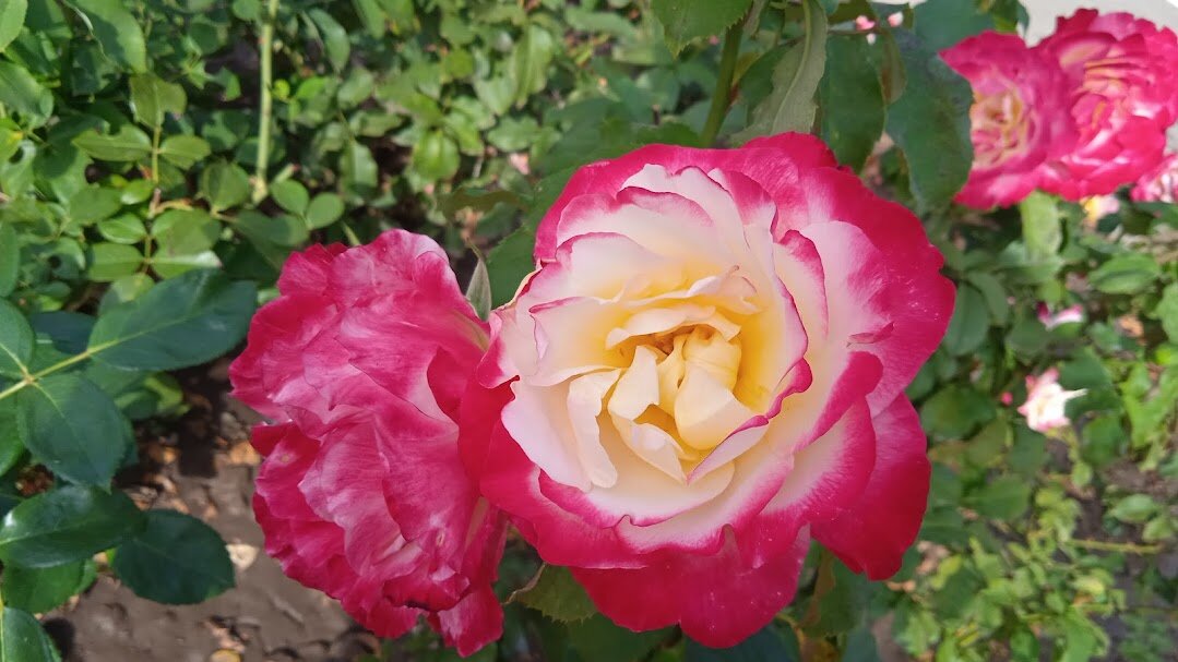 сентябрь --четвёртый месяц лета - Елена Шаламова