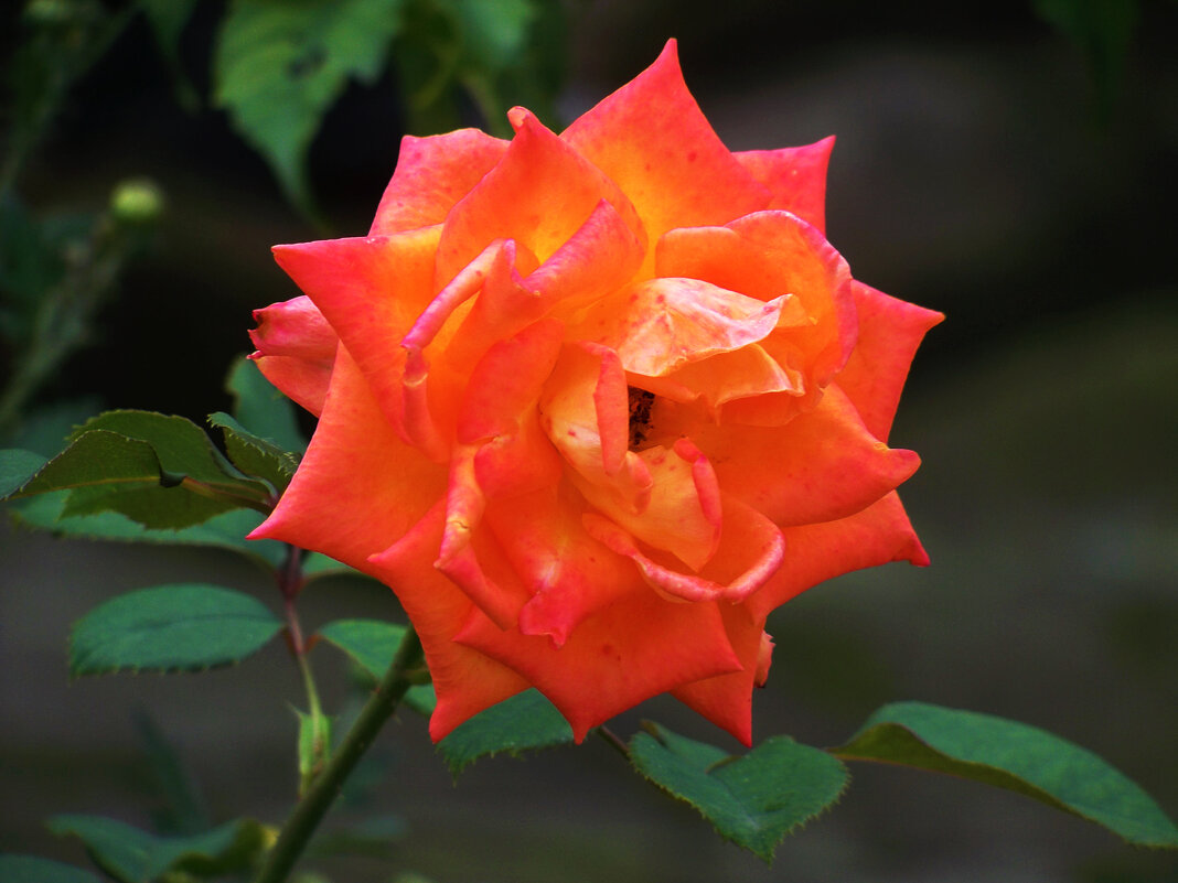 Оранжевая роза Флорибунда - Валентин Семчишин Оранжевая роза Флорибунда - Валентин Семчишин