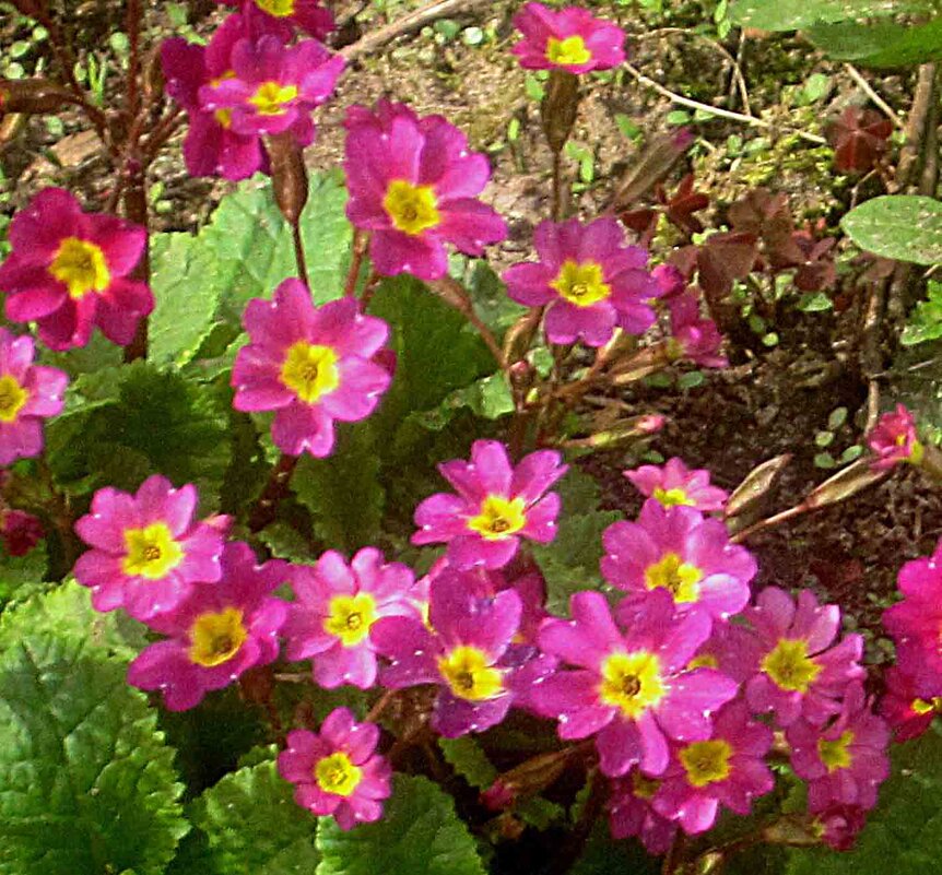 Весенний интерьер - Елена Семигина