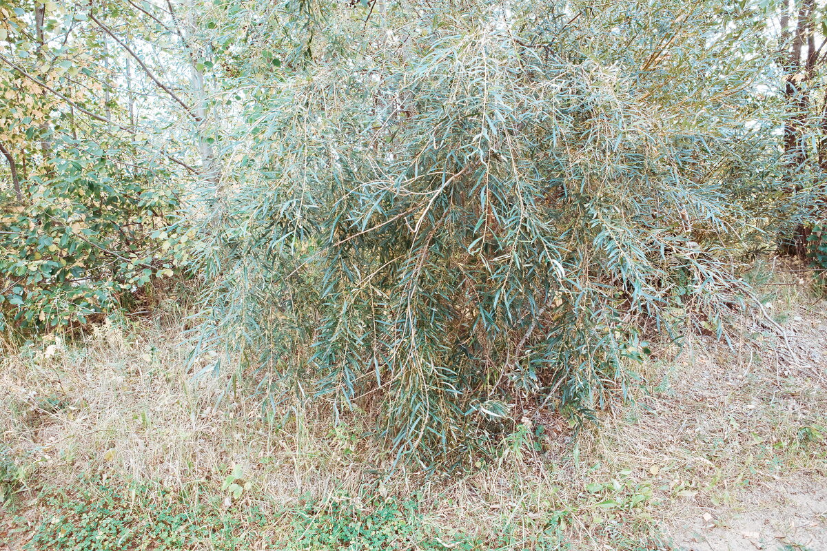 Название отсутствует - Денис Безногов Название отсутствует - Денис Безногов