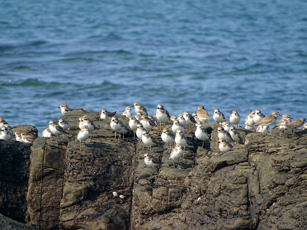 Морской зуёк - Павел Трунцев