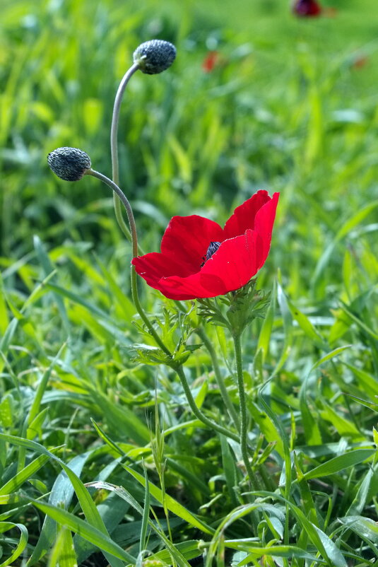 Мак - Sergey Grim Мак - Sergey Grim