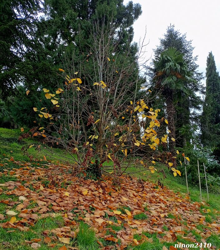 Адлер. Дендропарк "Южные культуры" - Нина Бутко
