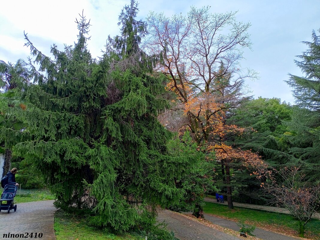 Адлер. Дендропарк "Южные культуры" - Нина Бутко Адлер. Дендропарк "Южные культуры" - Нина Бутко