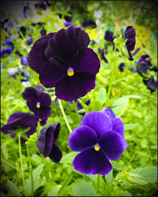 Анютины глазки - lady v.ekaterina Анютины глазки - lady v.ekaterina