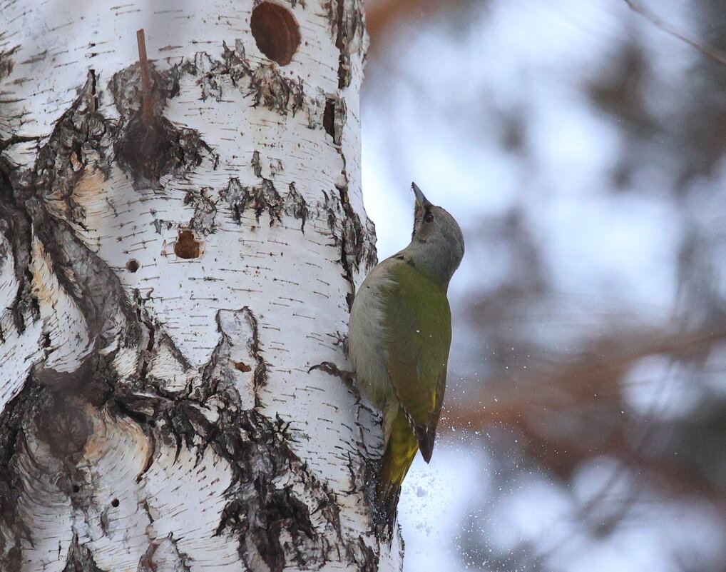 Седой дятел - Владилен Панченко