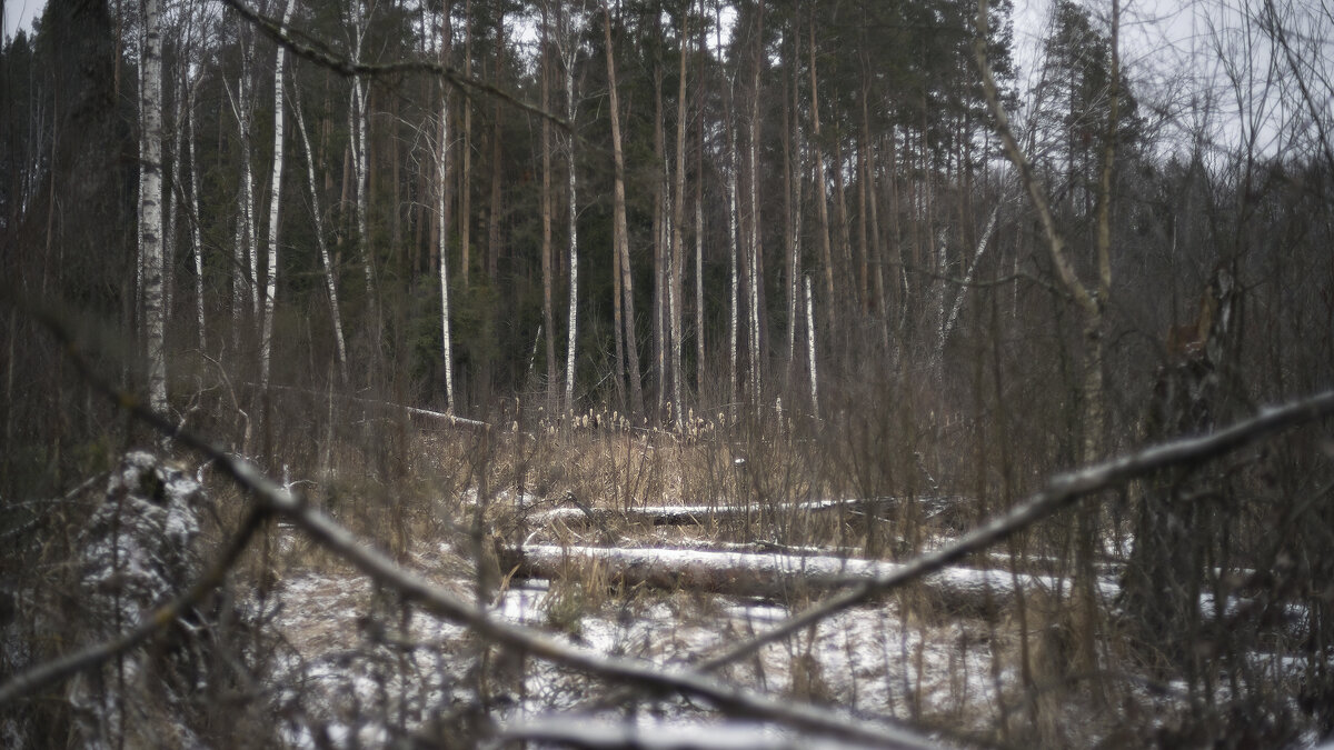 Там поляна - sorovey Sol Там поляна - sorovey Sol