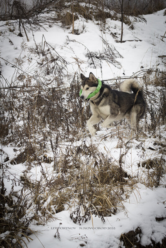 Ярик. - leff Postnov Ярик. - leff Postnov