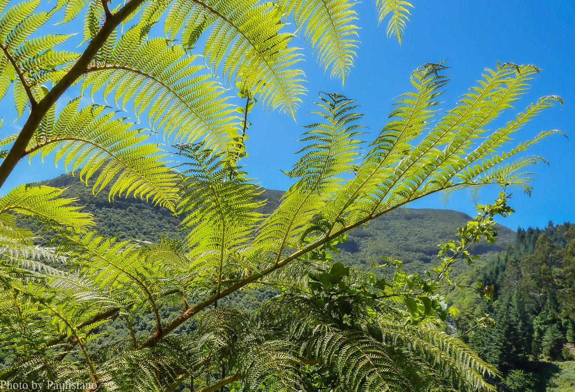 В горах Мадейры... - Владимир Жданов В горах Мадейры... - Владимир Жданов