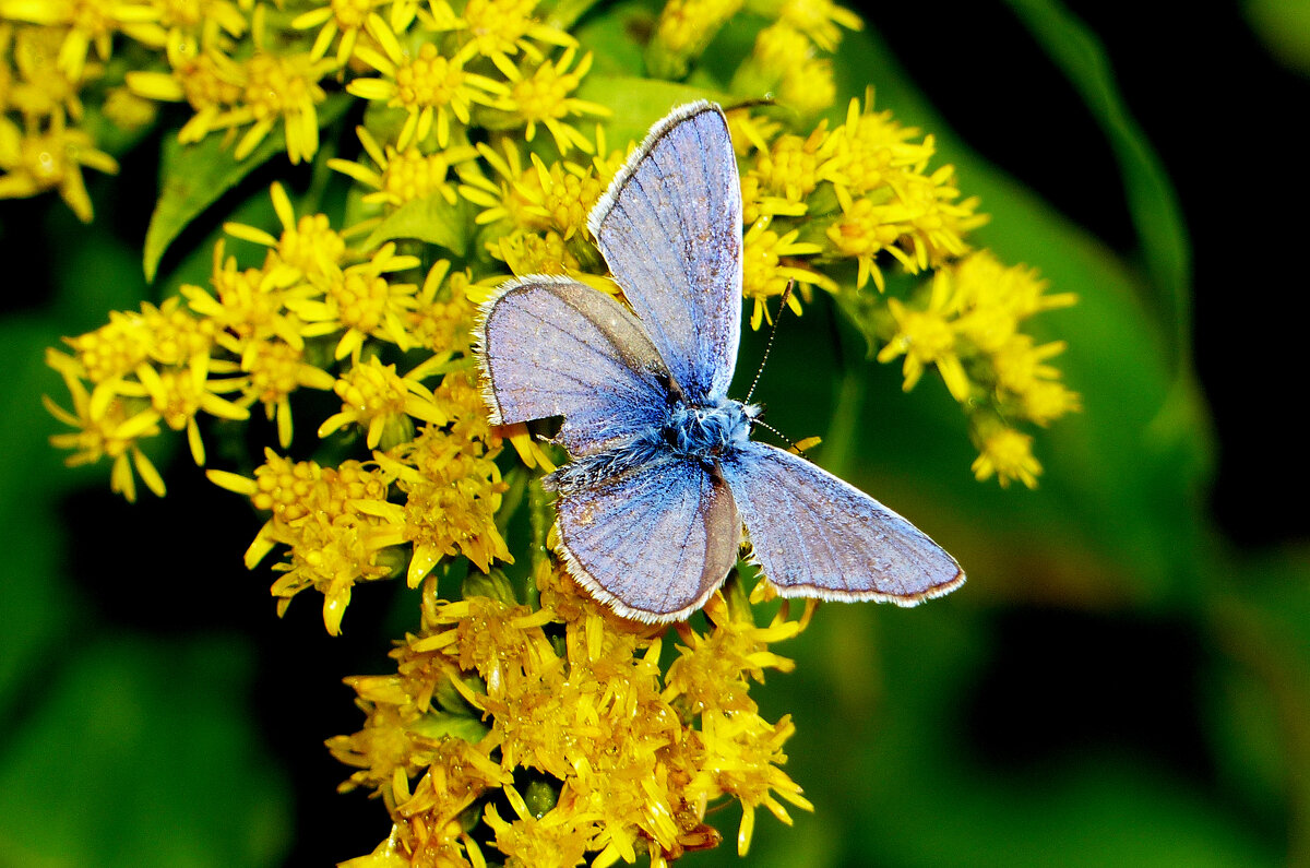 опять про бабочек 329 - Александр Прокудин опять про бабочек 329 - Александр Прокудин