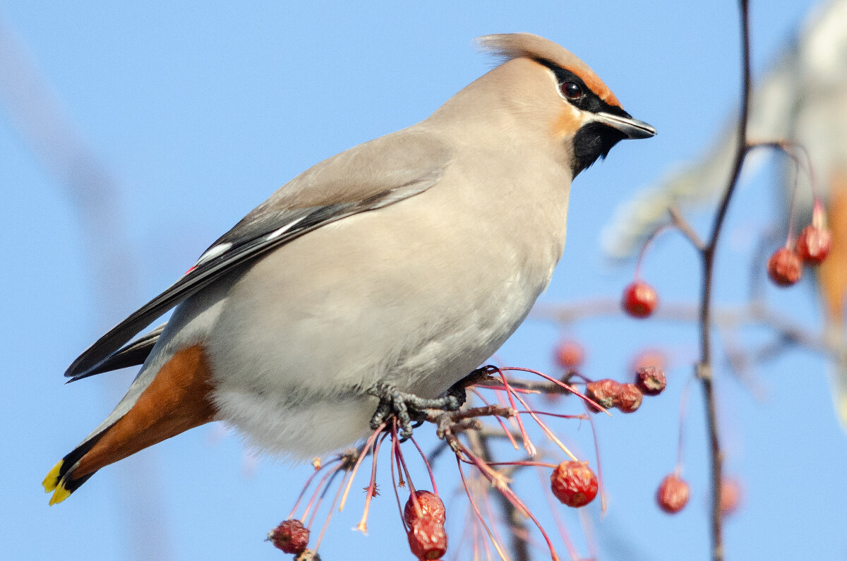 Свиристель. - Виктор Иванович Чернюк Свиристель. - Виктор Иванович Чернюк