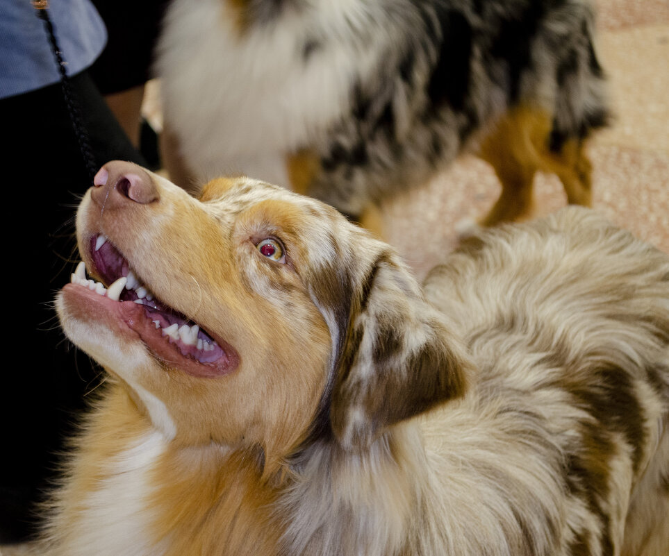 Взгляд - Lyubov Busova Взгляд - Lyubov Busova