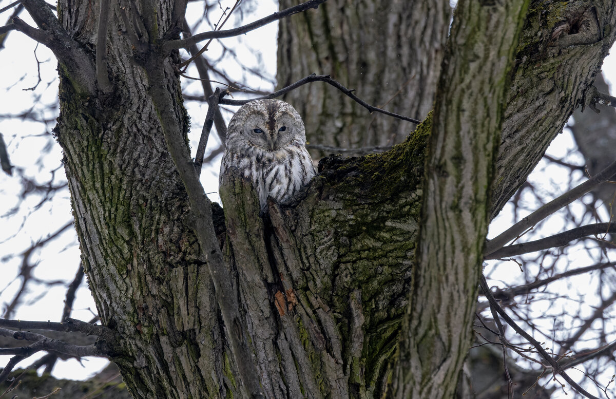 серая неясыть - юрий макаров