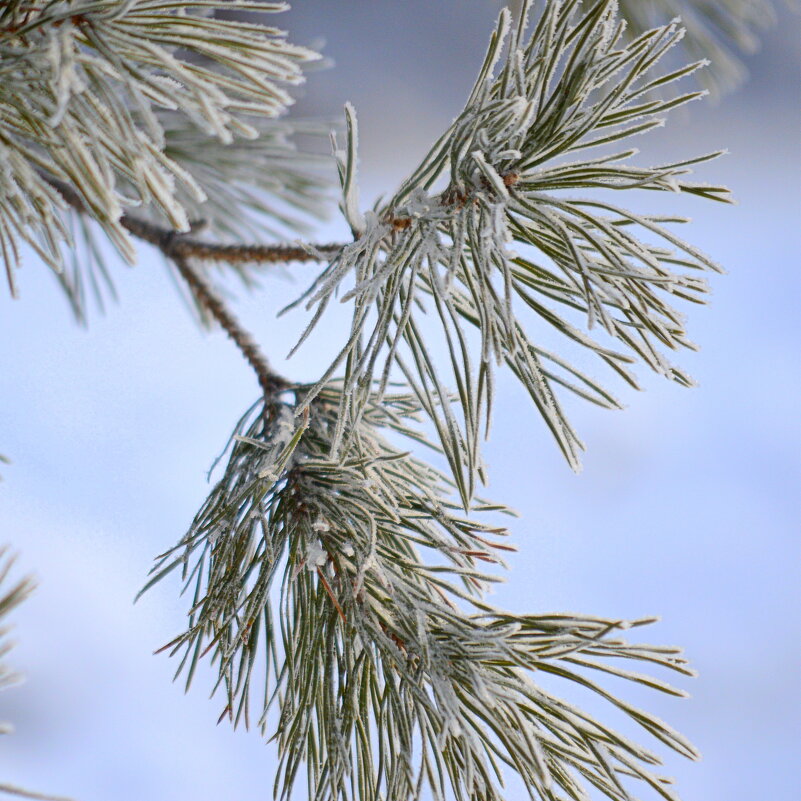 Морозный этюд - Татьяна Лютаева Морозный этюд - Татьяна Лютаева
