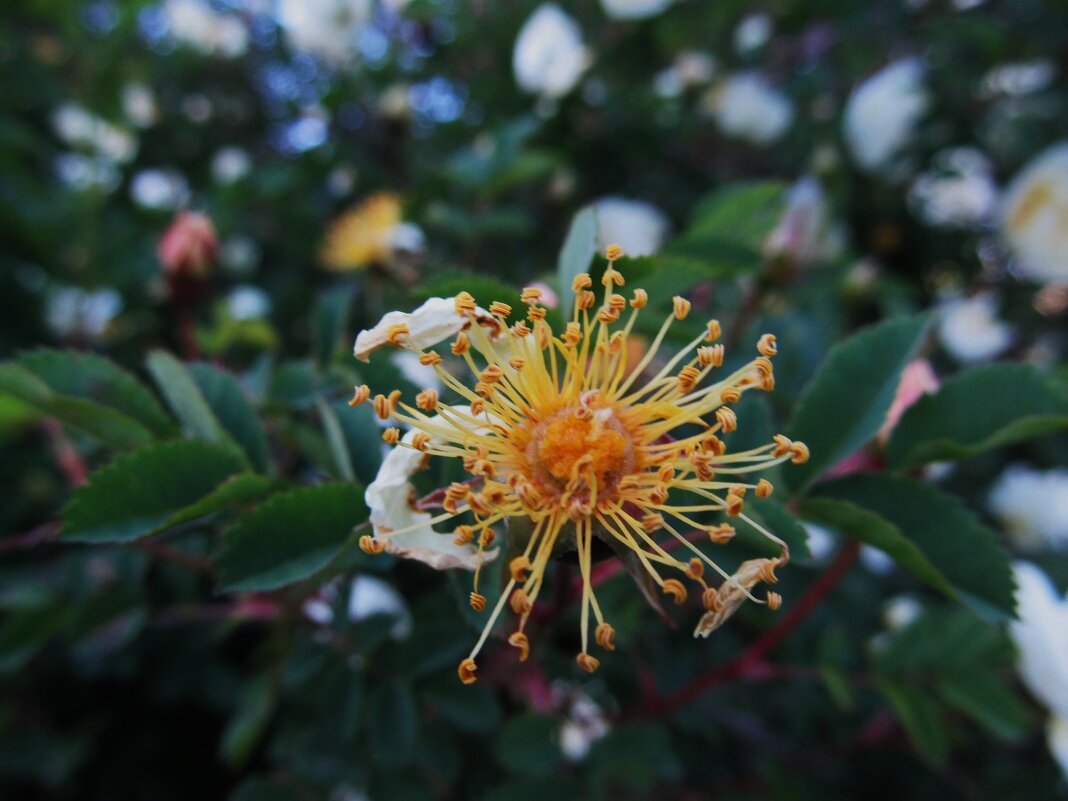 отцвёл - Елена Шаламова